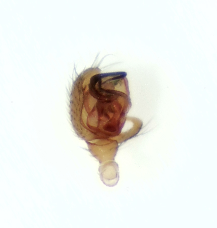 rnshalvn Halland 27.6-22 adult male