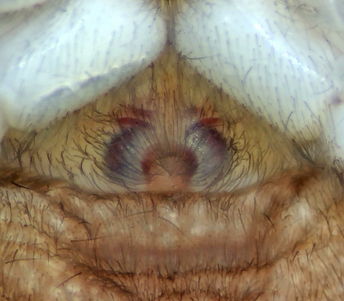 Tjrby Halland 5.4-22 epigyne adult female