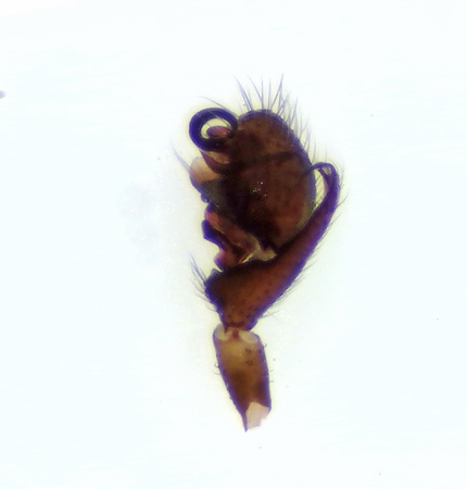 Dicymbium tibiale ( Skogsfrejaspindel )