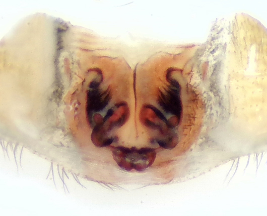 Haplodrassus cognatus ( Barkhuggspindel )
