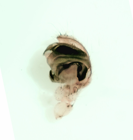 Gettern Halland 31.8-22 palp adult male