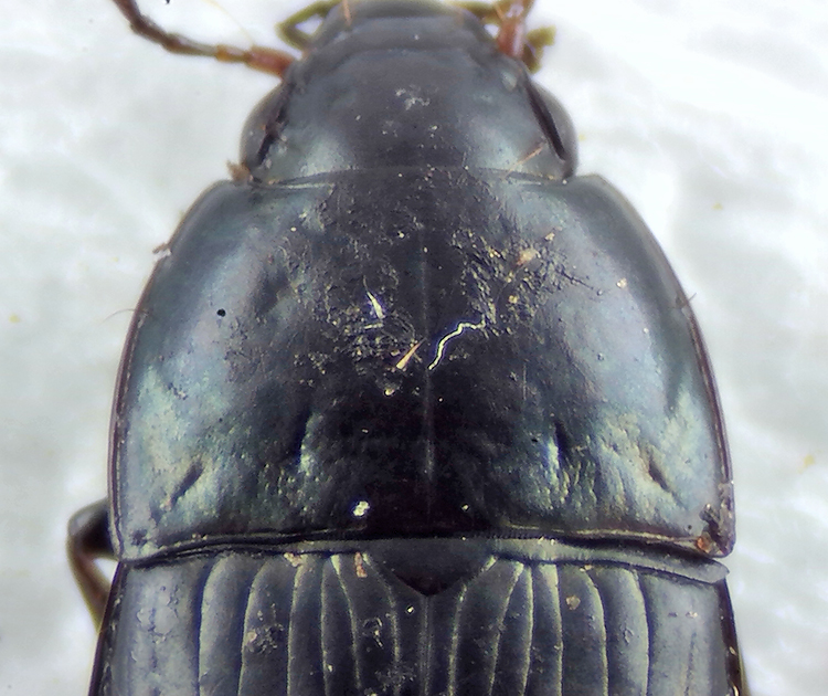 Amara lunicollis ( Bredhalsad kornlpare )  7,3 mm