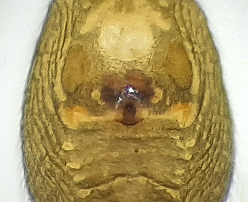 Mosse Angryd Halland 10.5-23 epigyne adult female