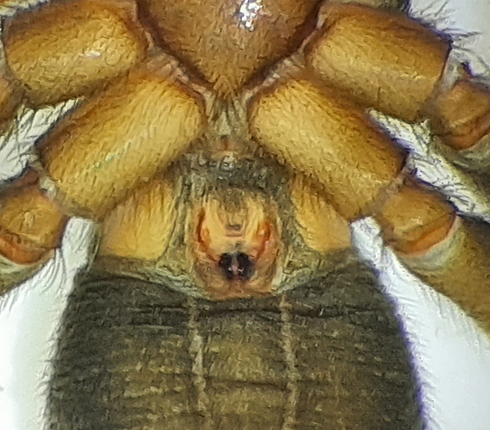 Gnaphosa montana ( Skogshuggspindel )