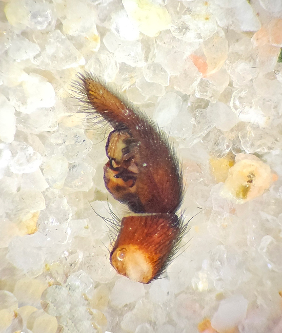 Hllmossarna Vstmanland 26.5-24 palp adult male