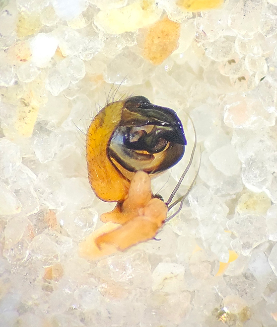 Araniella displicata ( Brokig gurkspindel )