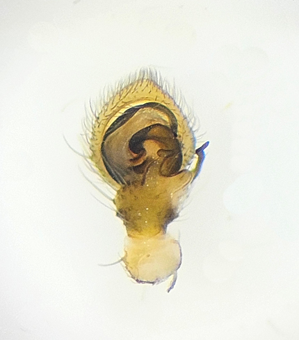 Subbe Halland 10.5-24 palpe adult male 