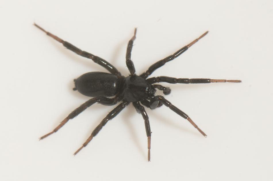Skrs udde Halland 7.4-24 adult male