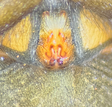Sbytorp Vstmanland 25.5-24 epigyne adult female
