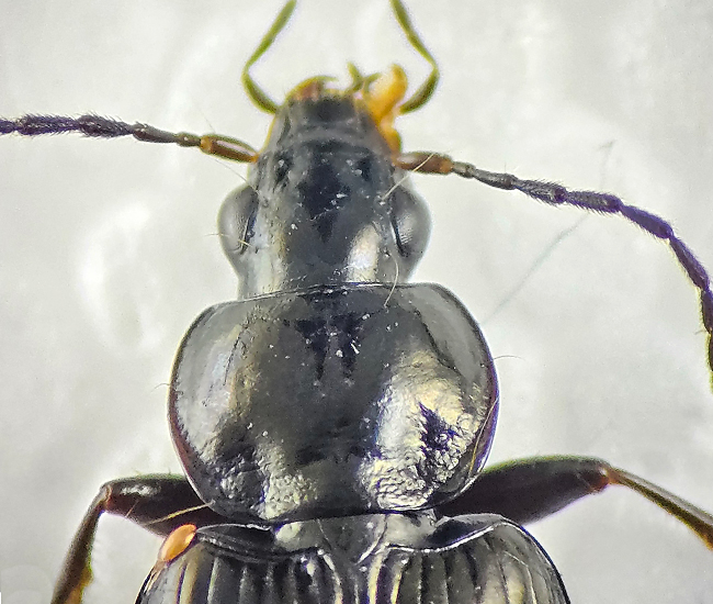 Agonum versutum ( Starrkrrlpare )