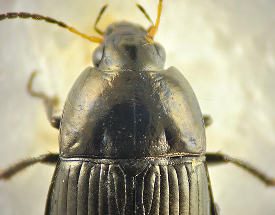 Amara ovata ( Bred kornlpare )