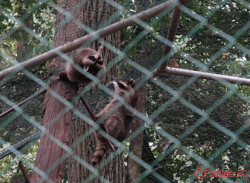 zoo-raton-timisoara_02.JPG