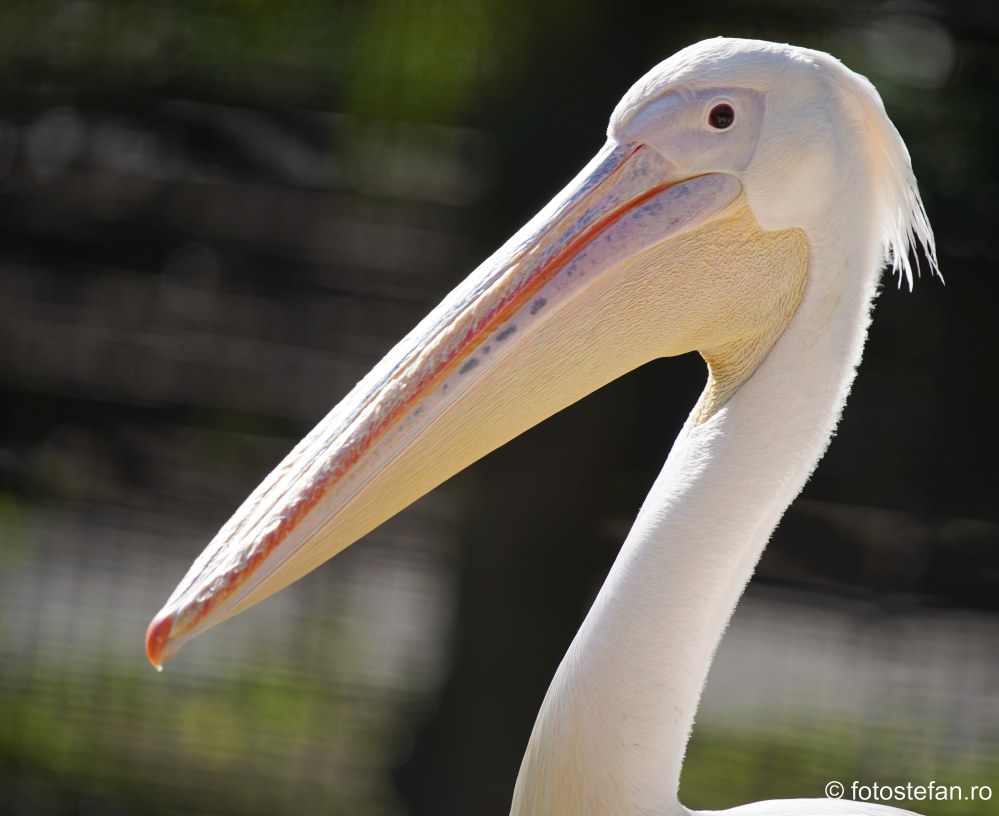 gradina-zoologica-bucuresti-pelicani_03.JPG