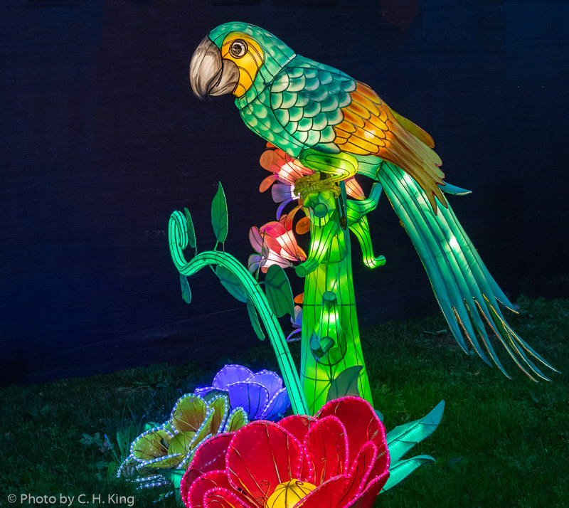 Parrot Chinese Lantern Festival photo Clarence King photos at