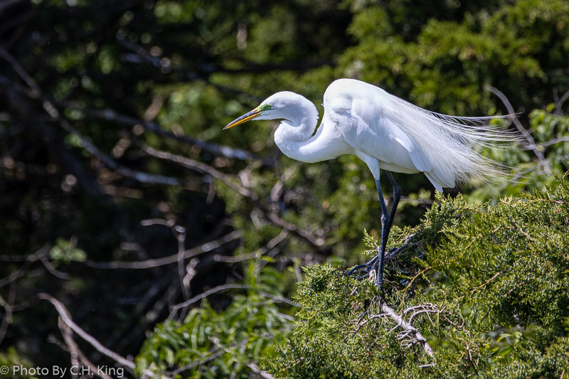 Great Egret