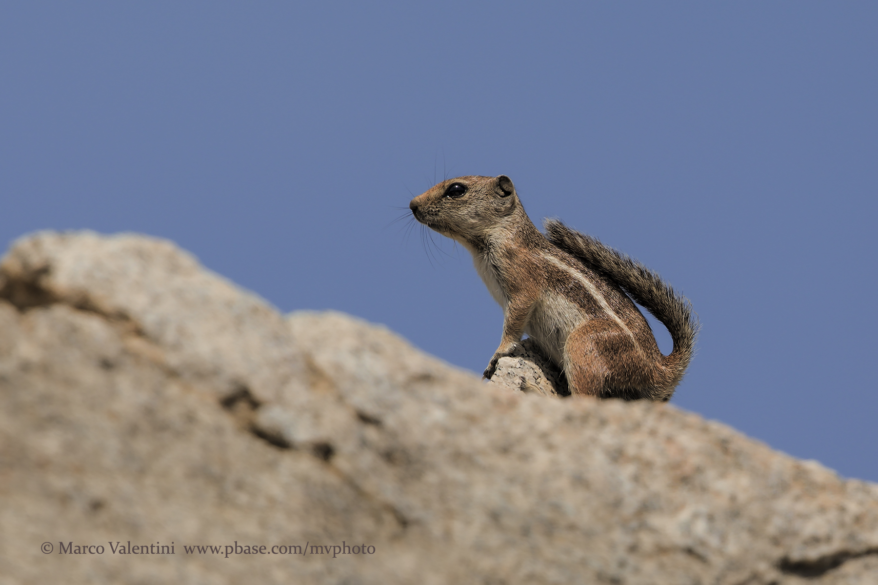 Harriss Antelope Squirrel - Ammospermophilus harrisii