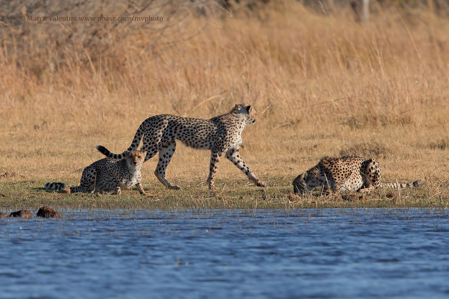 Cheetah - Acinonyx jubatus