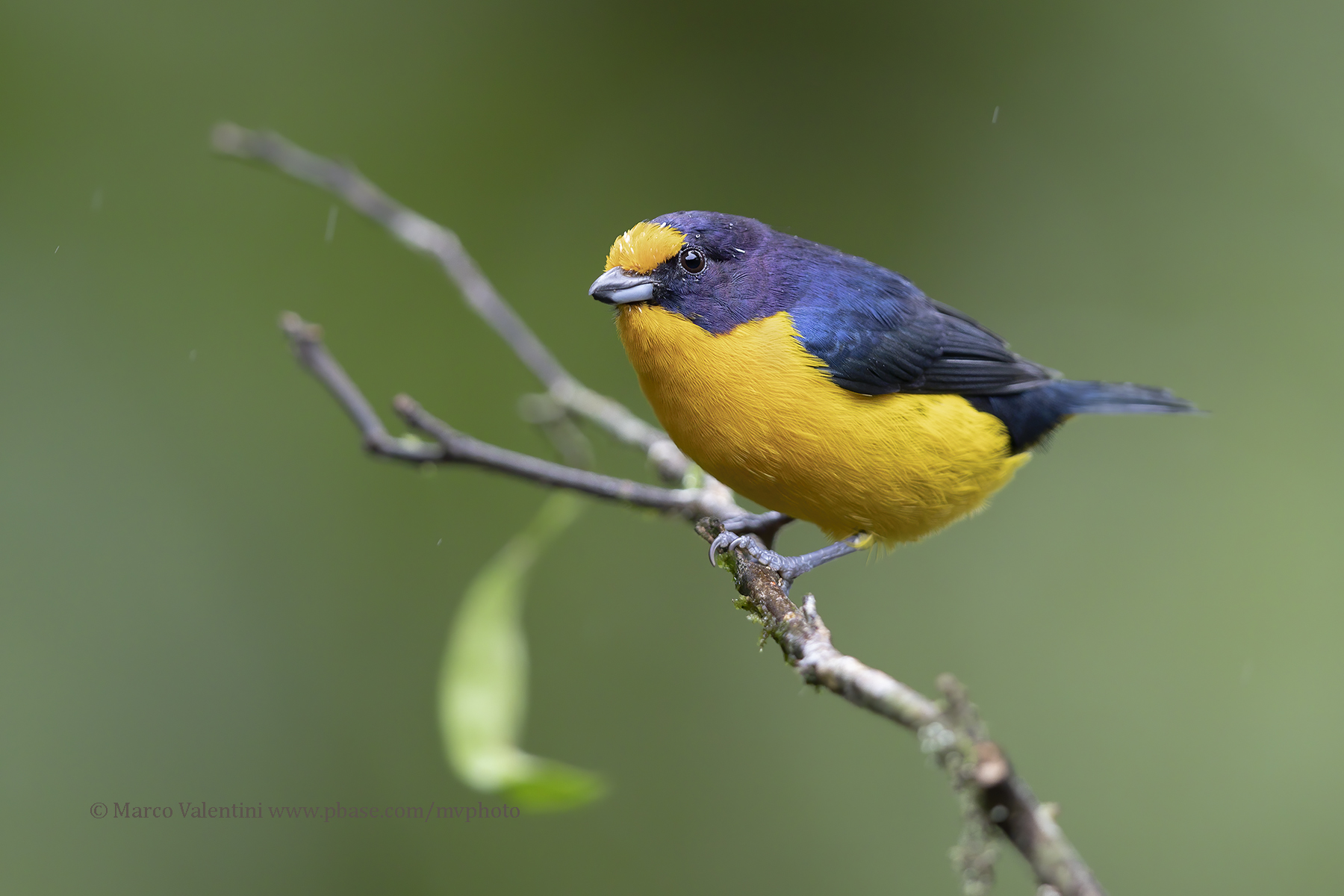 Violaceous Euphonia - Euphonia violacea