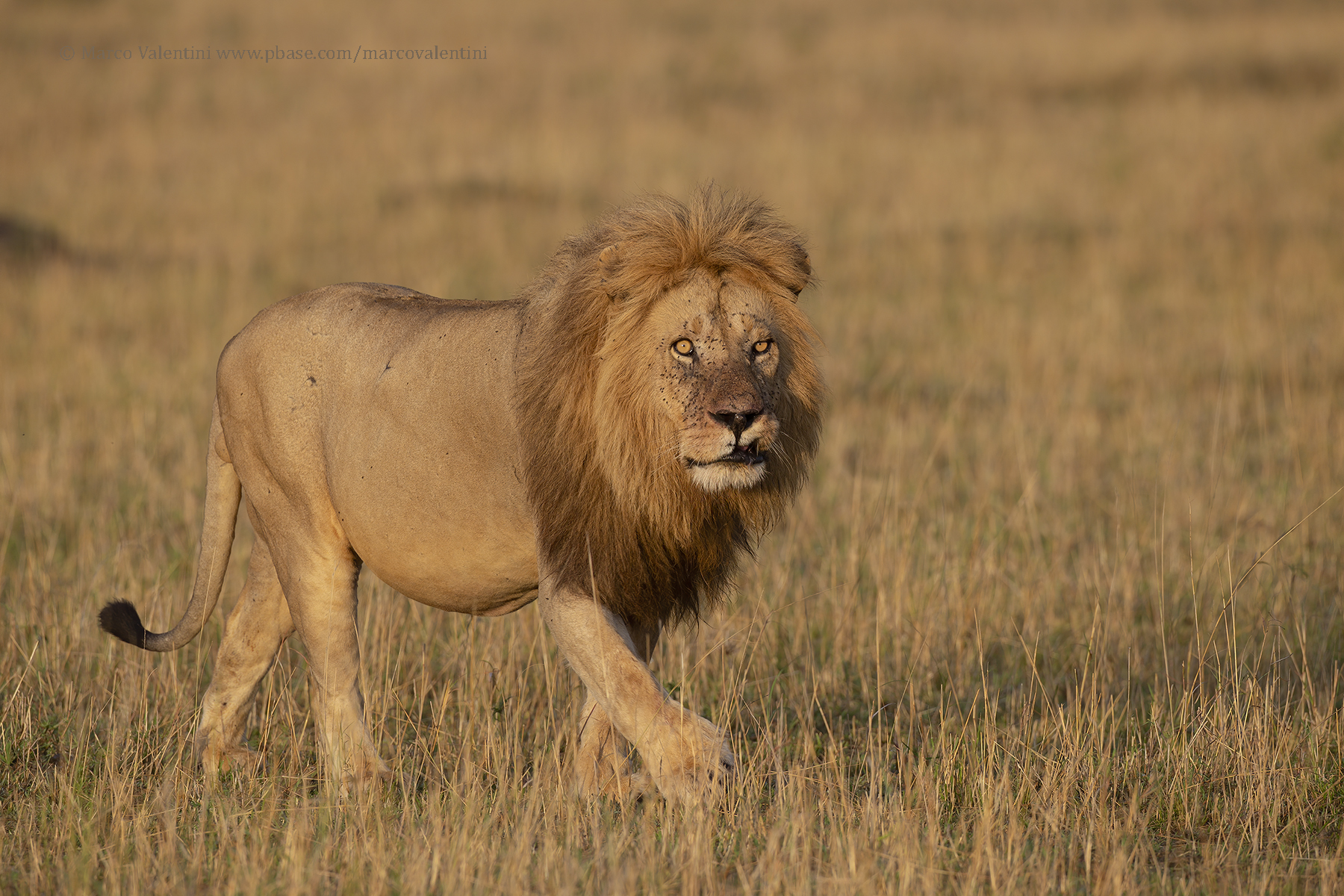 African Lion - Panthera leo