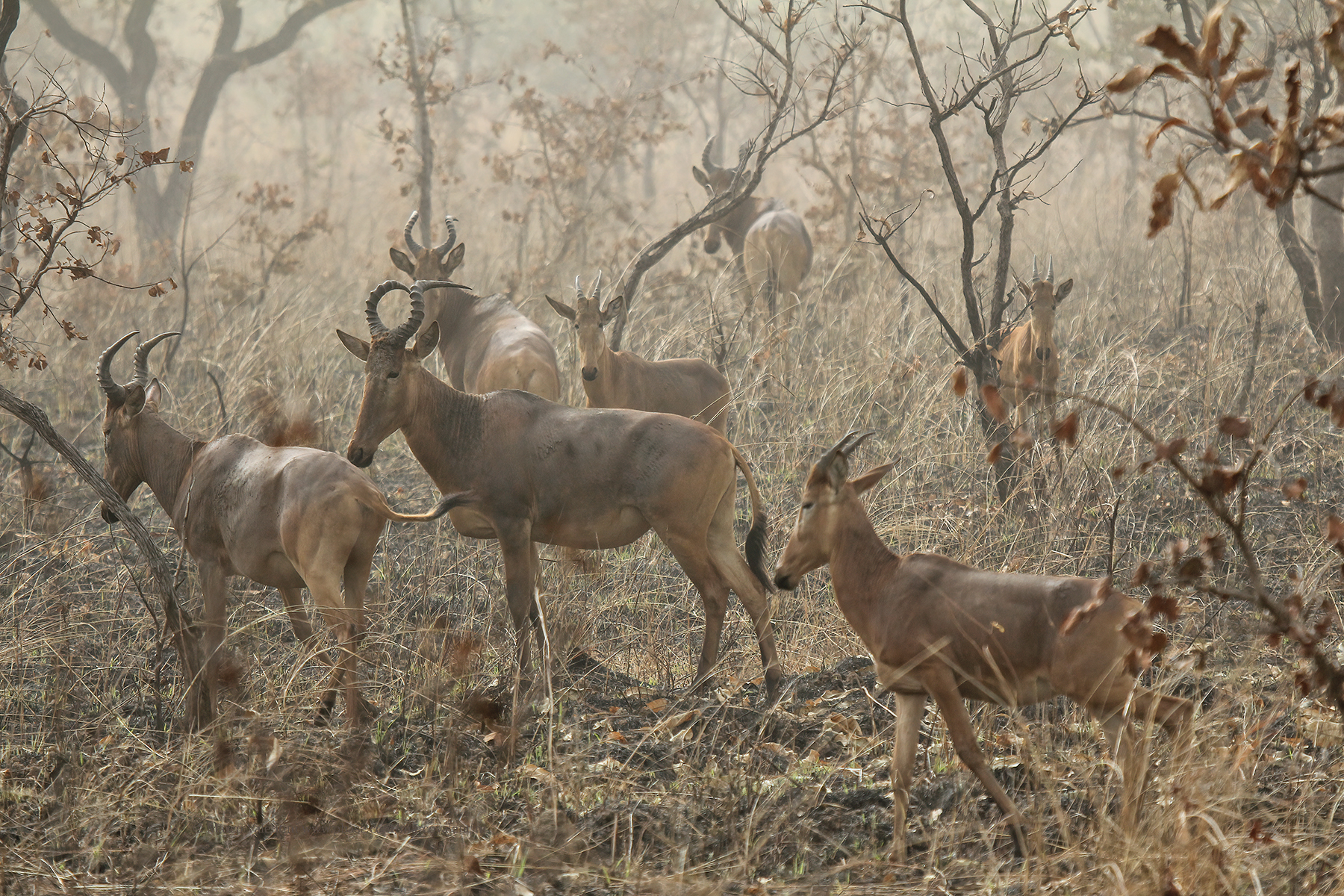 Western Hartebeest - Alcelaphus b. major