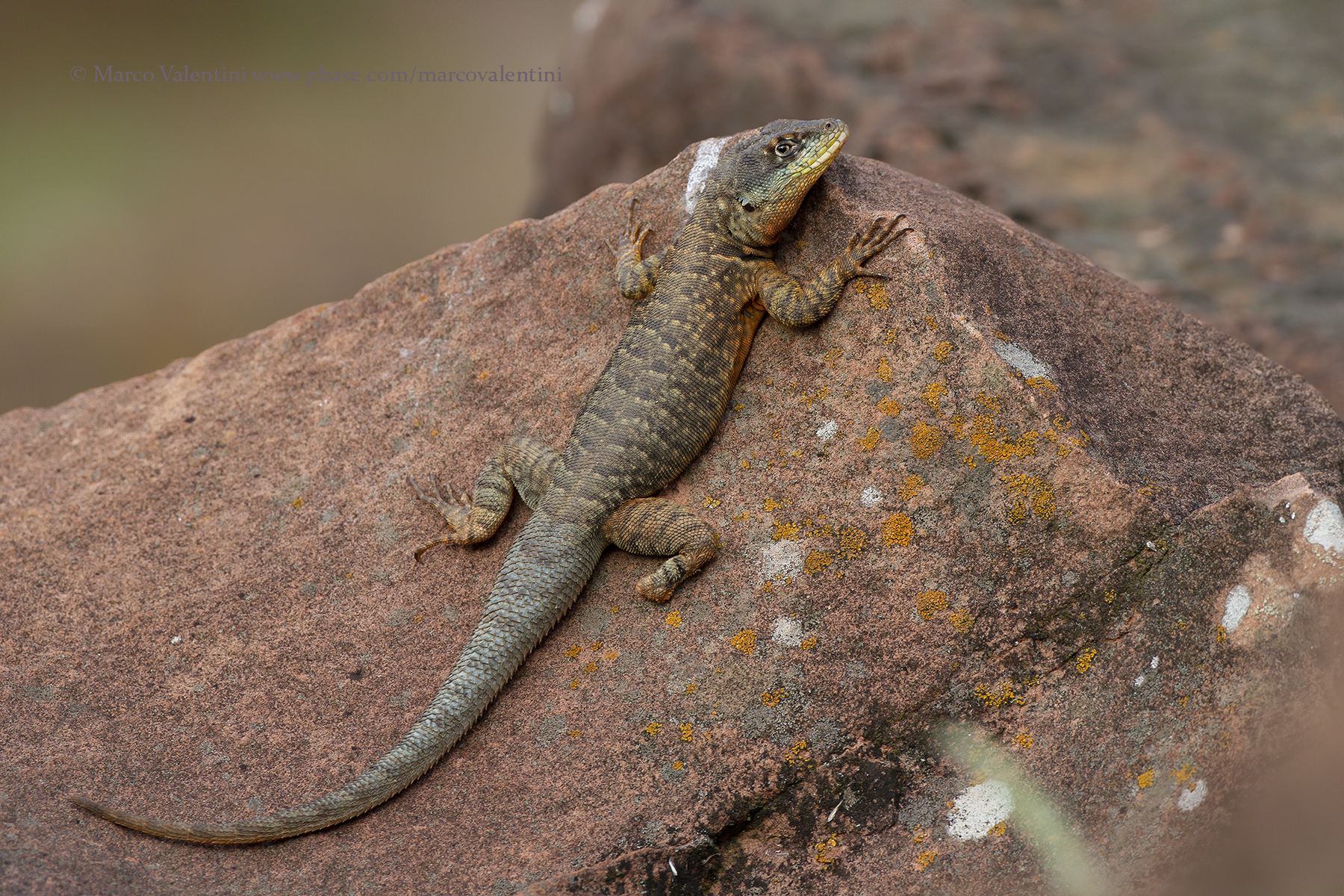 Amazon lava lizard - Tropidurus torquatus