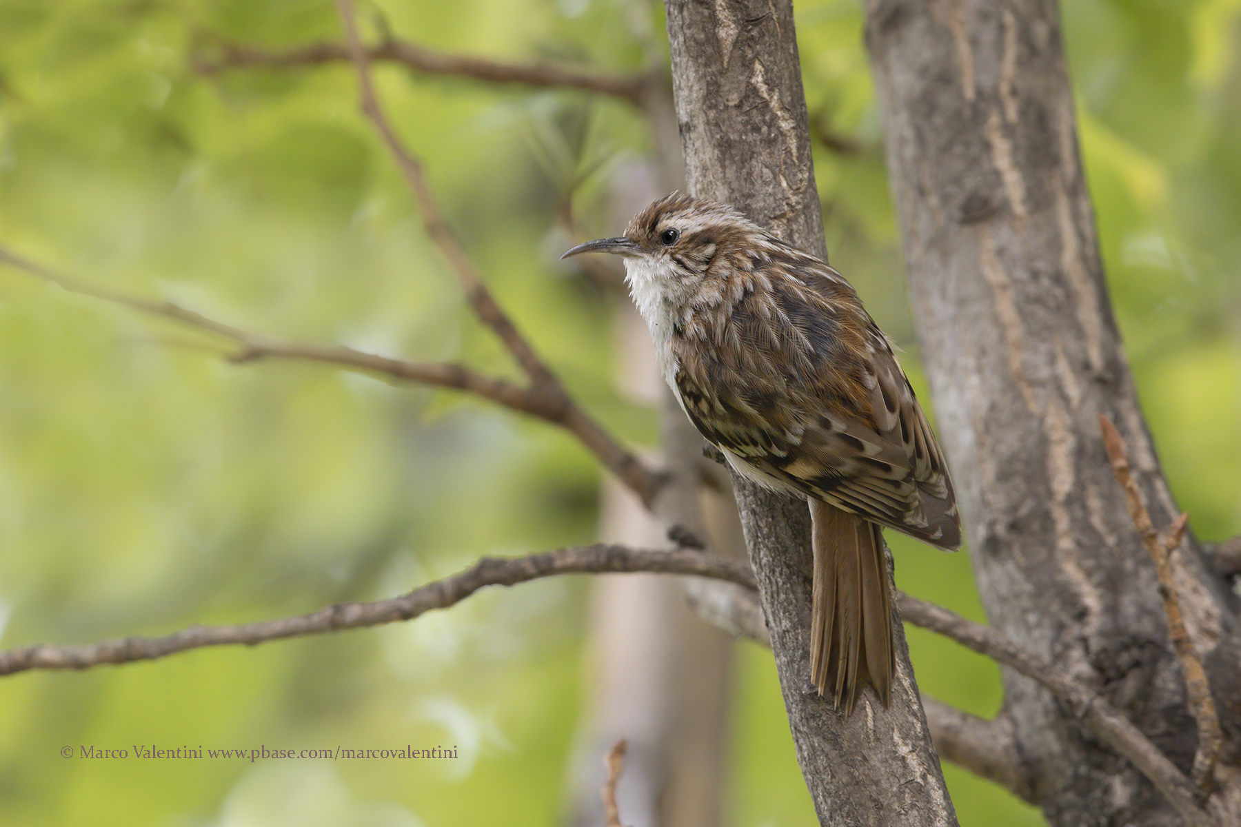 Short-toed treecreeper - Certhia brachydactyla