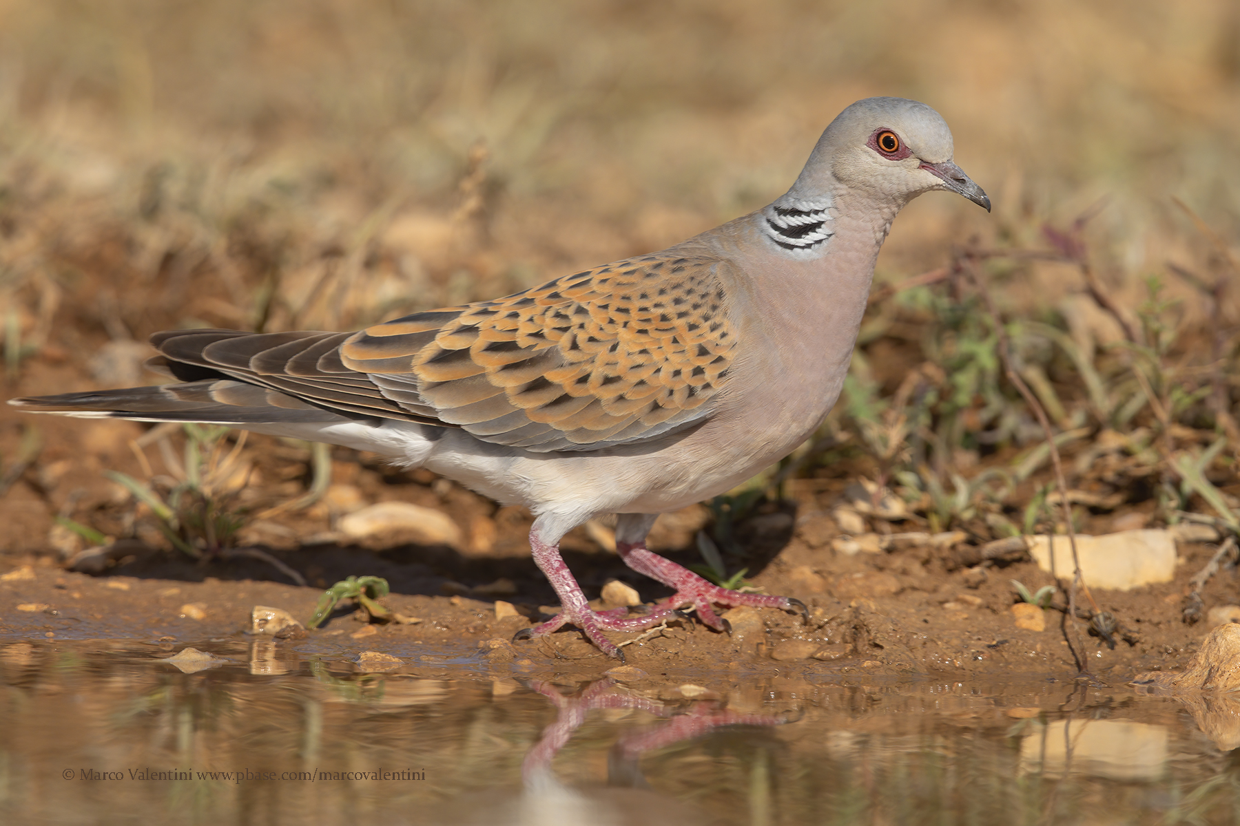 European Turtle-dove - Streptopelia turtur