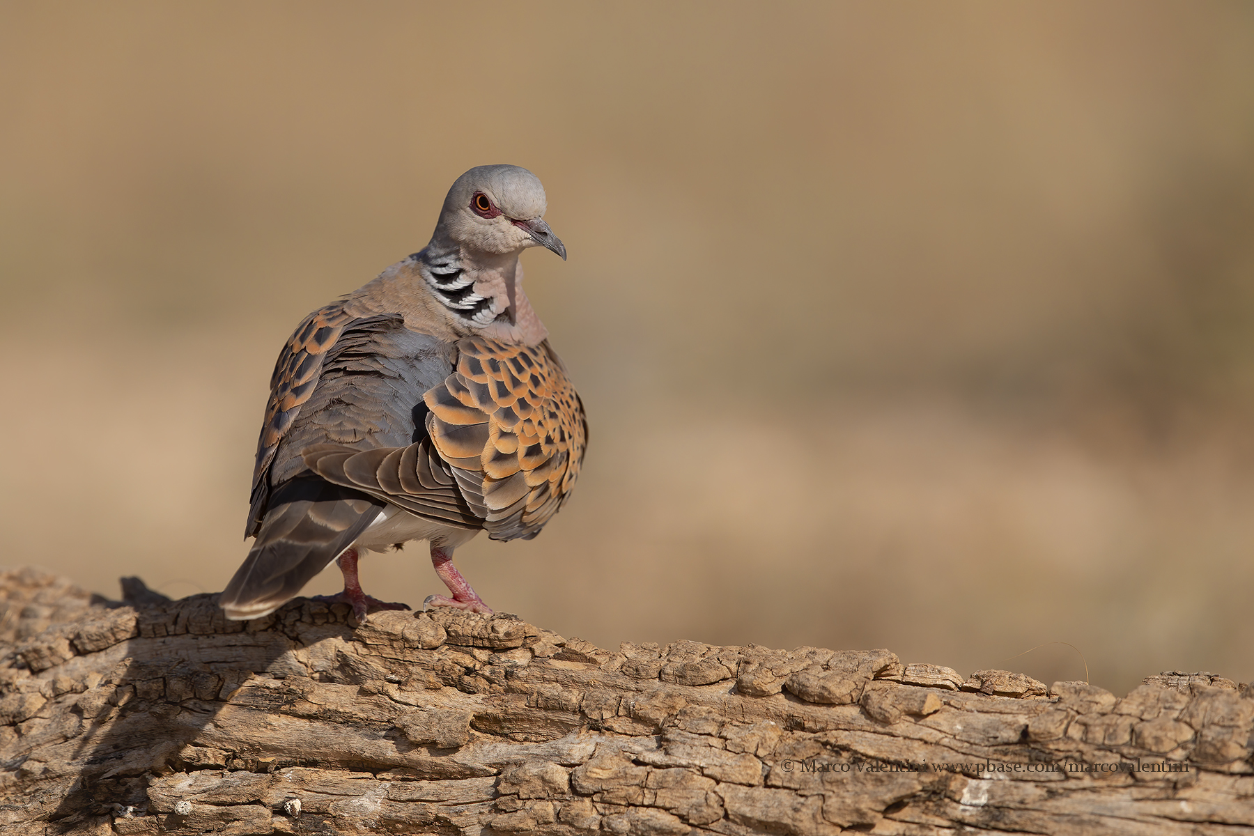 European Turtle-dove - Streptopelia turtur