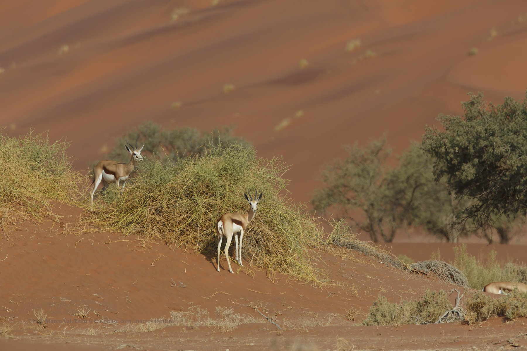 Kalahari Springbok - Antidorcas hofmeyri