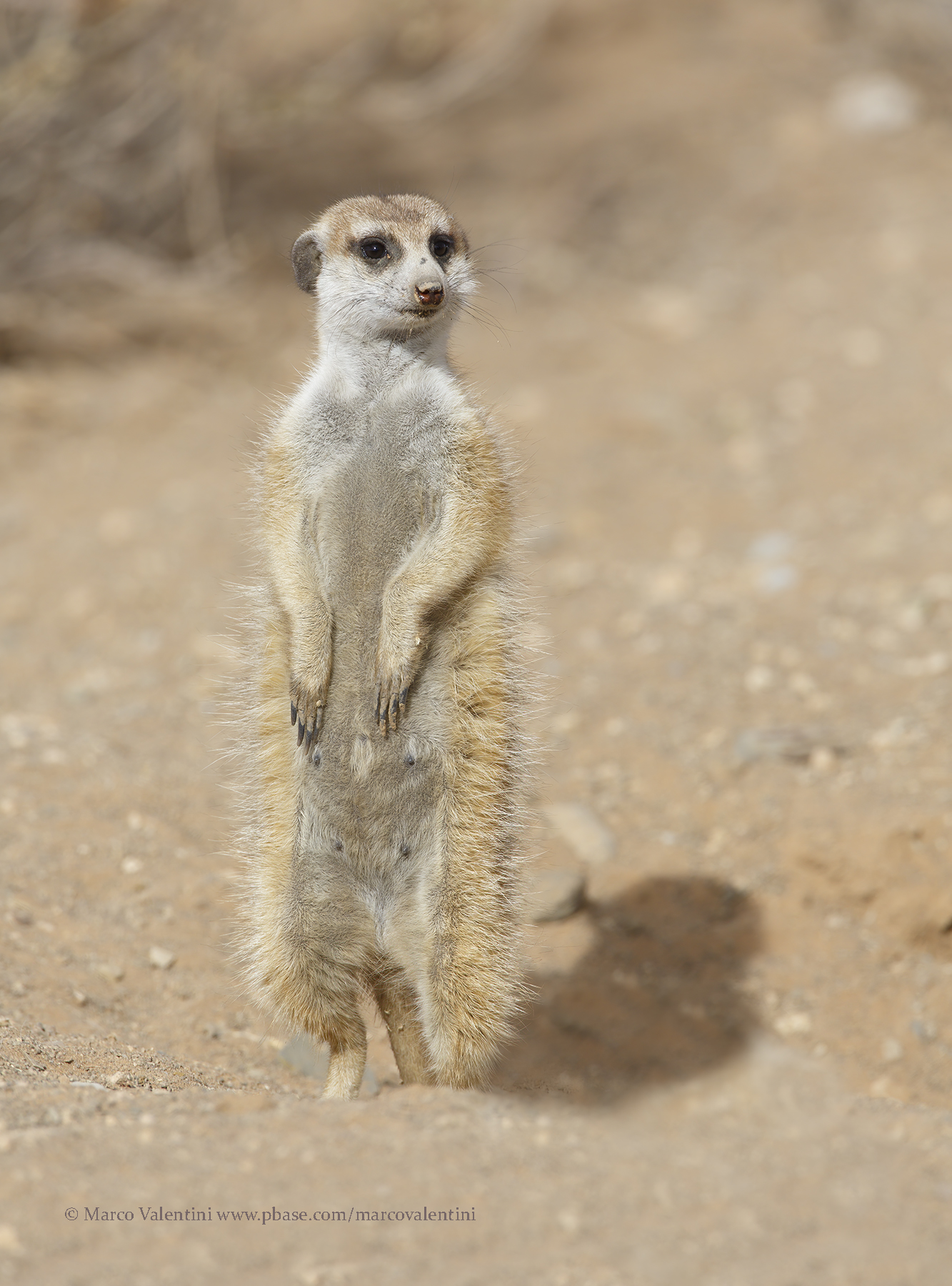 Meerkat - Suricata suricatta