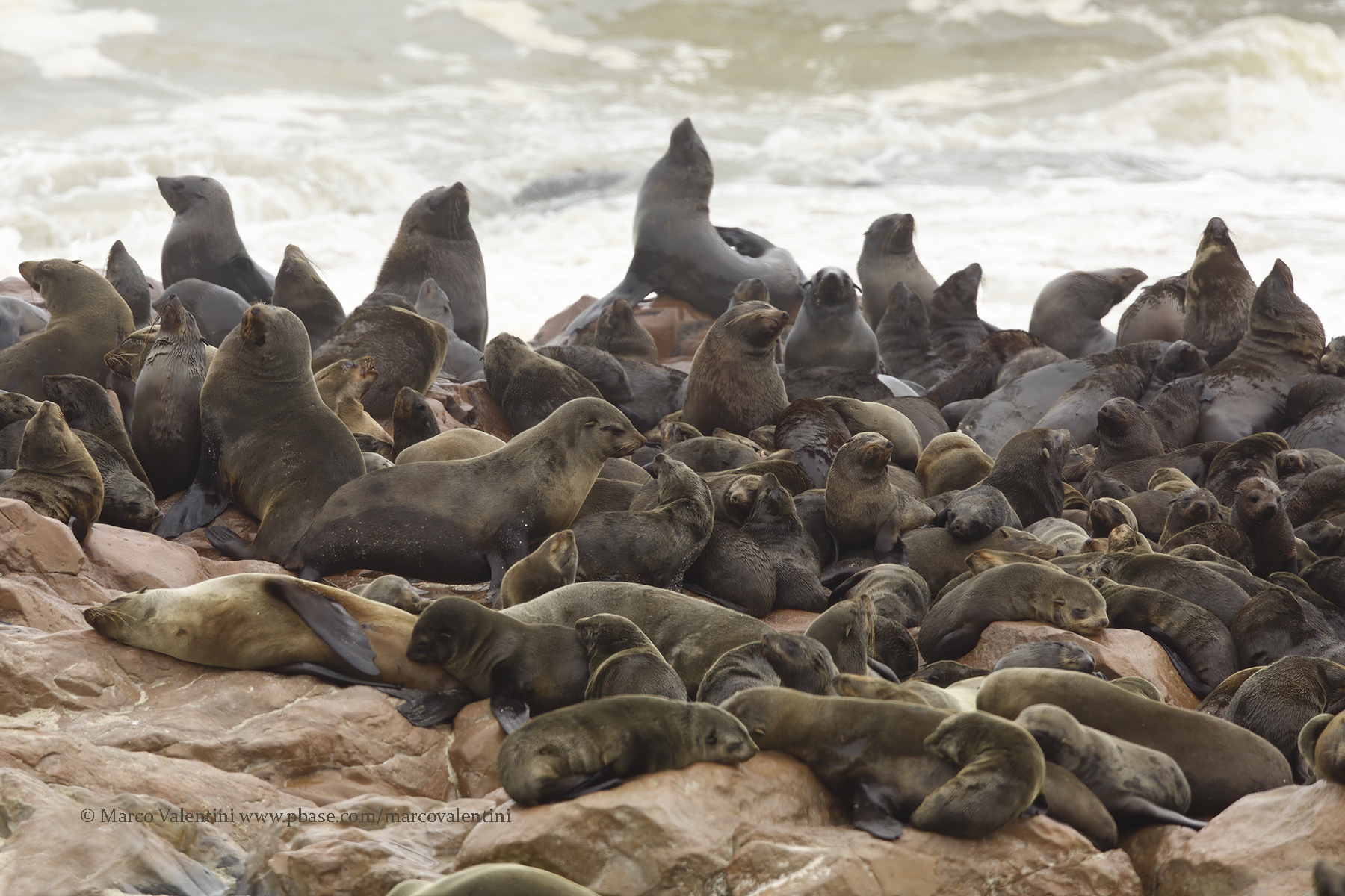 Cape Fur Seal - Arctocephalus pusillus