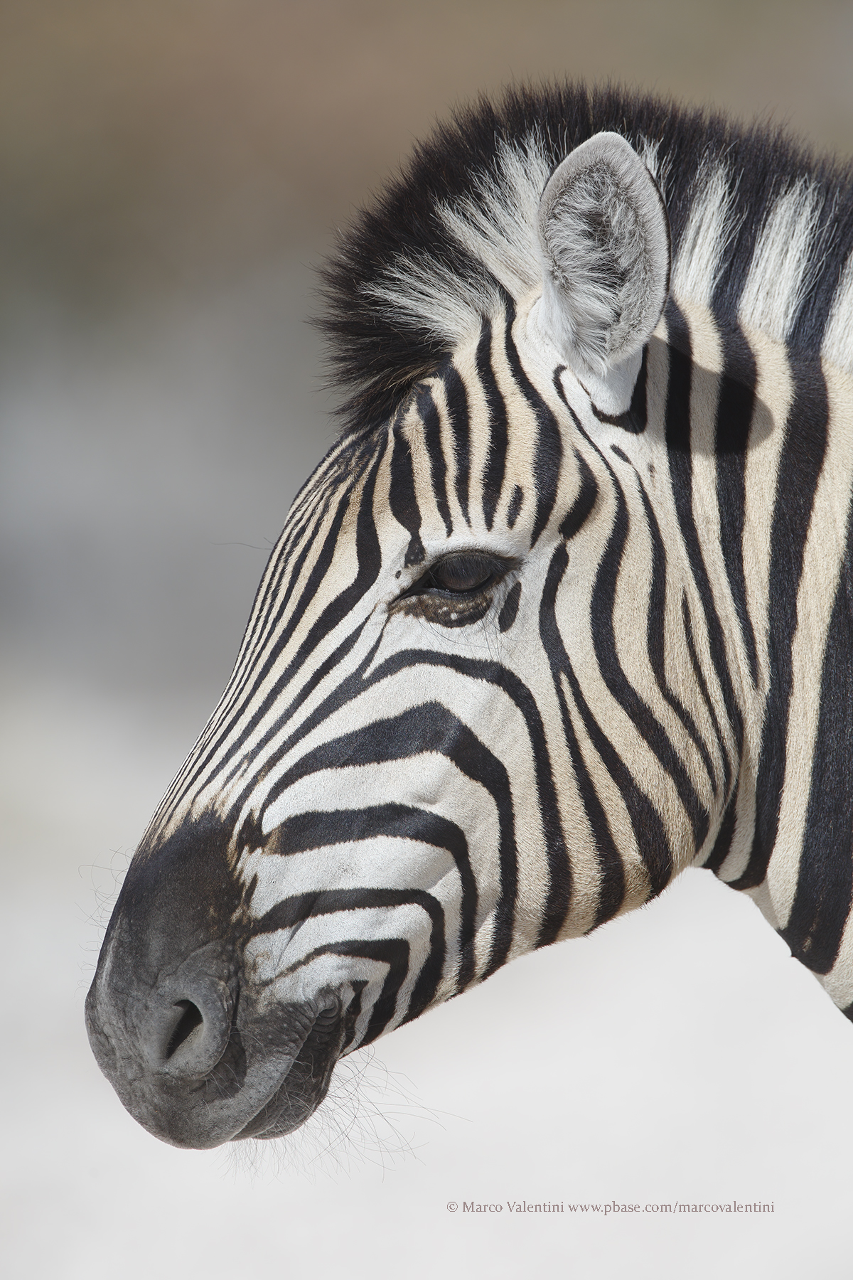 Plain Zebra - Equus quagga