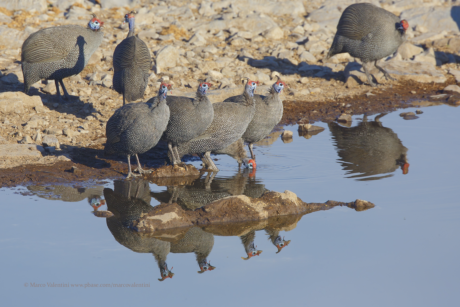 Helmeted Guineafowl - Numida meleagris