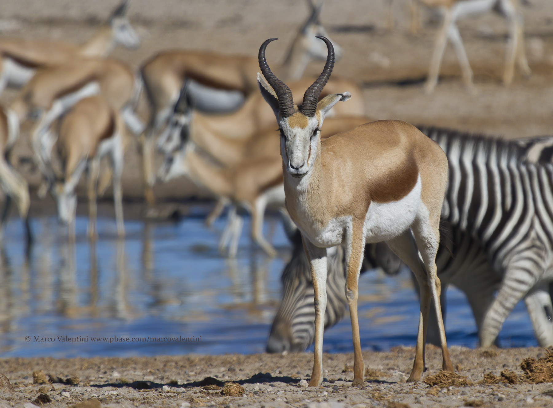 Kalahari Springbok - Antidorcas hofmeyri