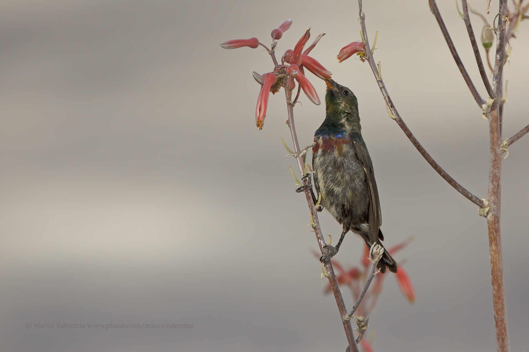 Marico Sunbird - Cinnyris mariquensis