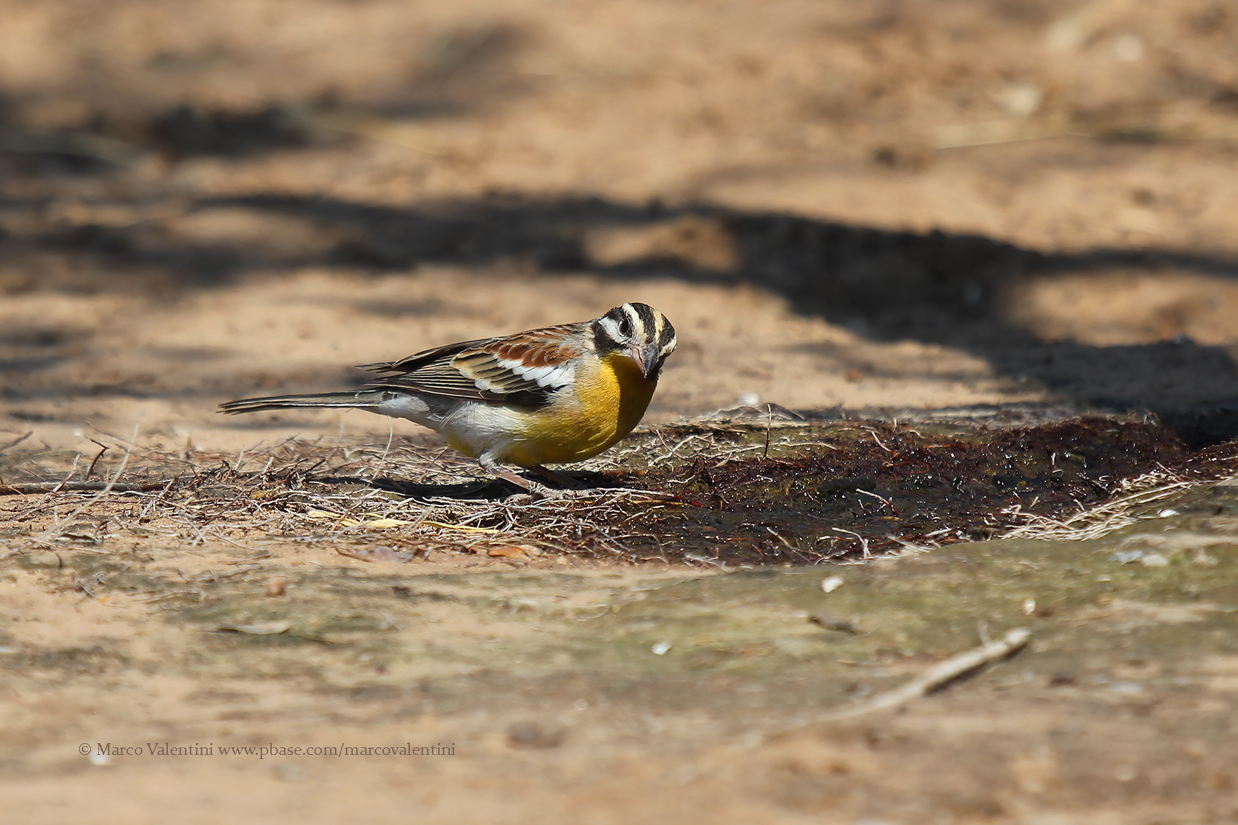 Golden-breasted Bunting - Emberiza flaviventris