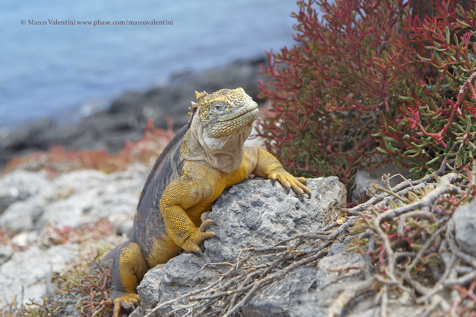 Galapagos Land iguana - Conolophus subcristatus