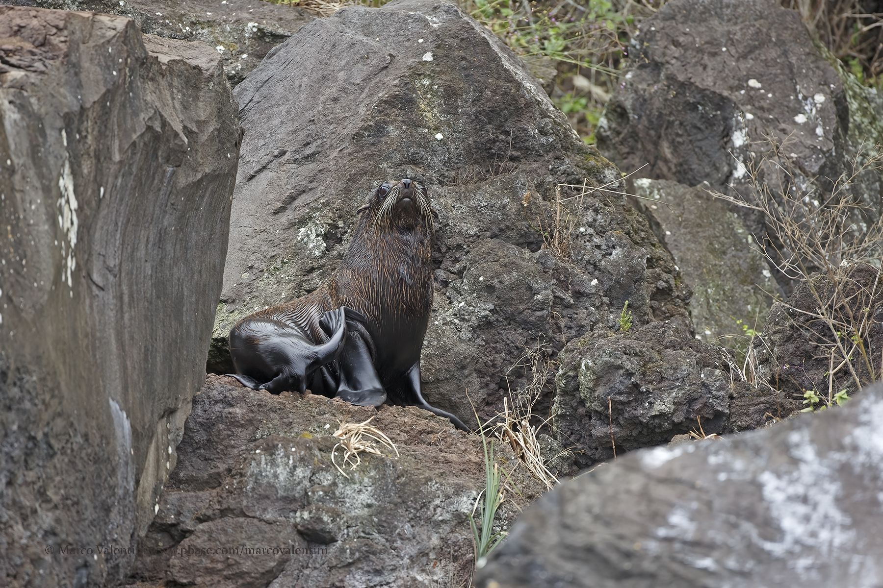 Galapagos Fur-seal - Arctocephalus galapagoensis
