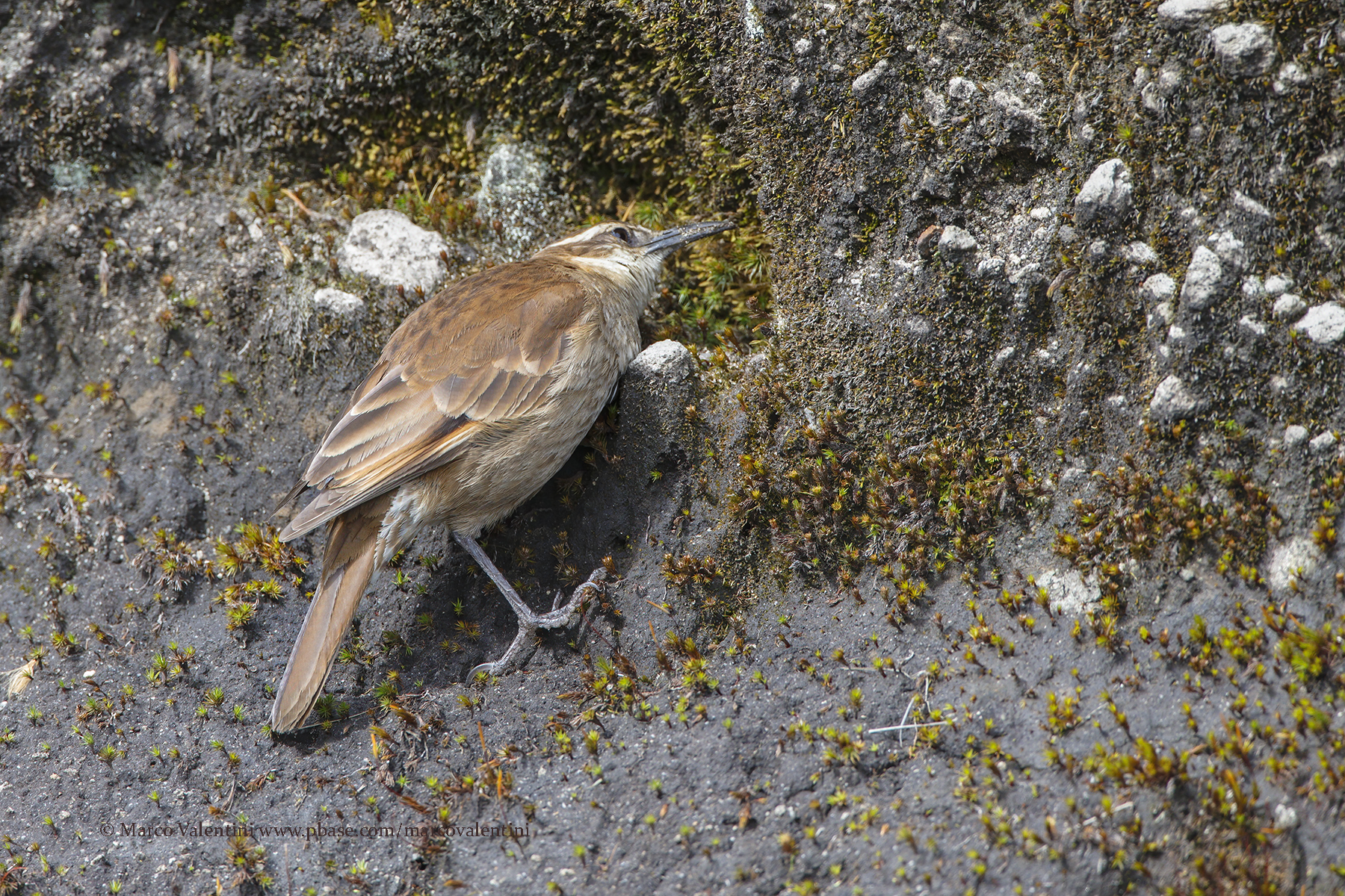 Stout-billed Cinclodes - Cinclodes excelsior