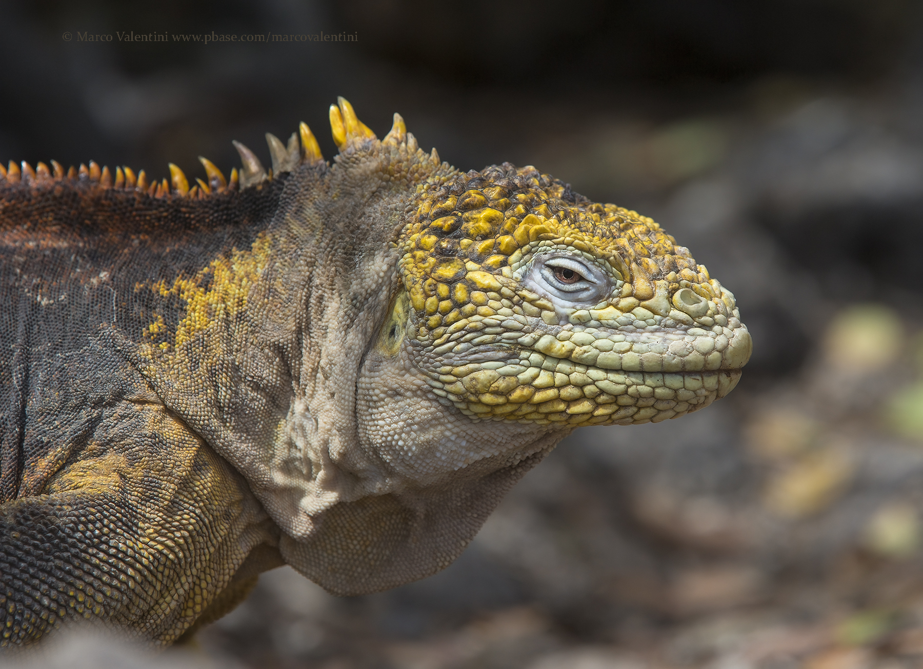 Galapagos Land iguana - Conolophus subcristatus