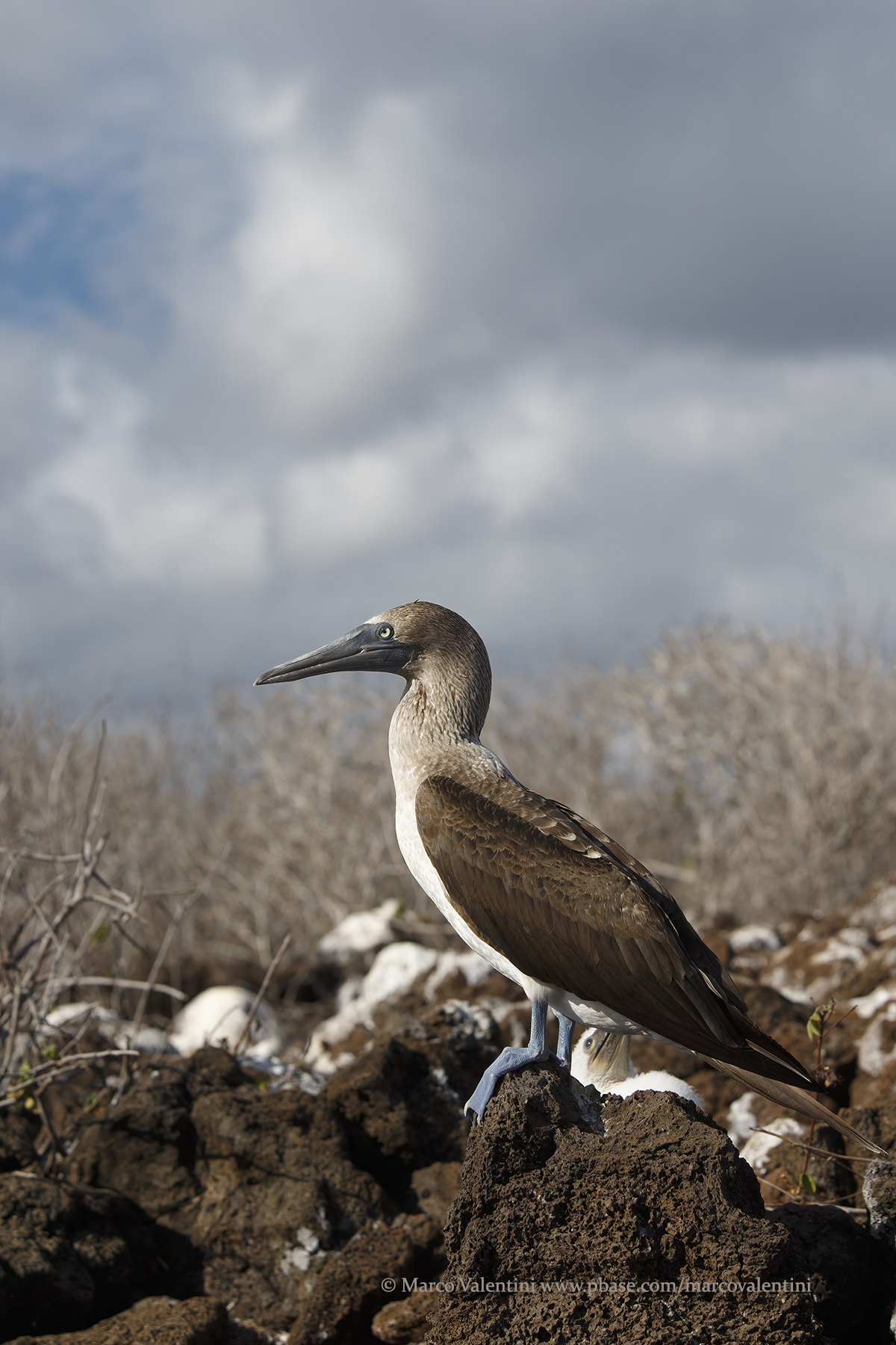 Blue-footed Booby - Sula nebouxii