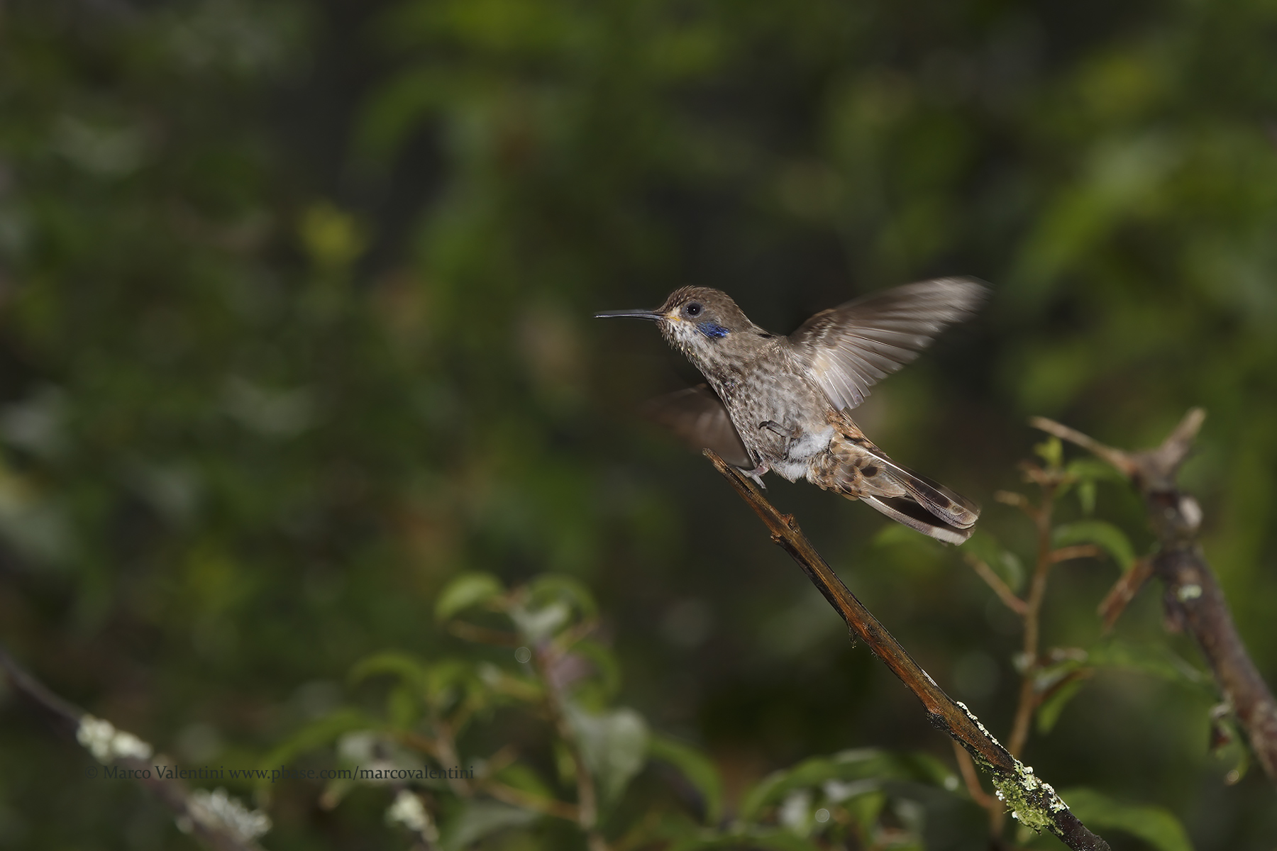 Brown Violetear - Colibri delphinae