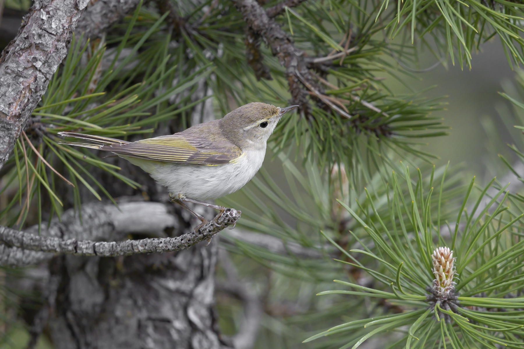 Western Bonellis warbler - Phylloscopus bonelli