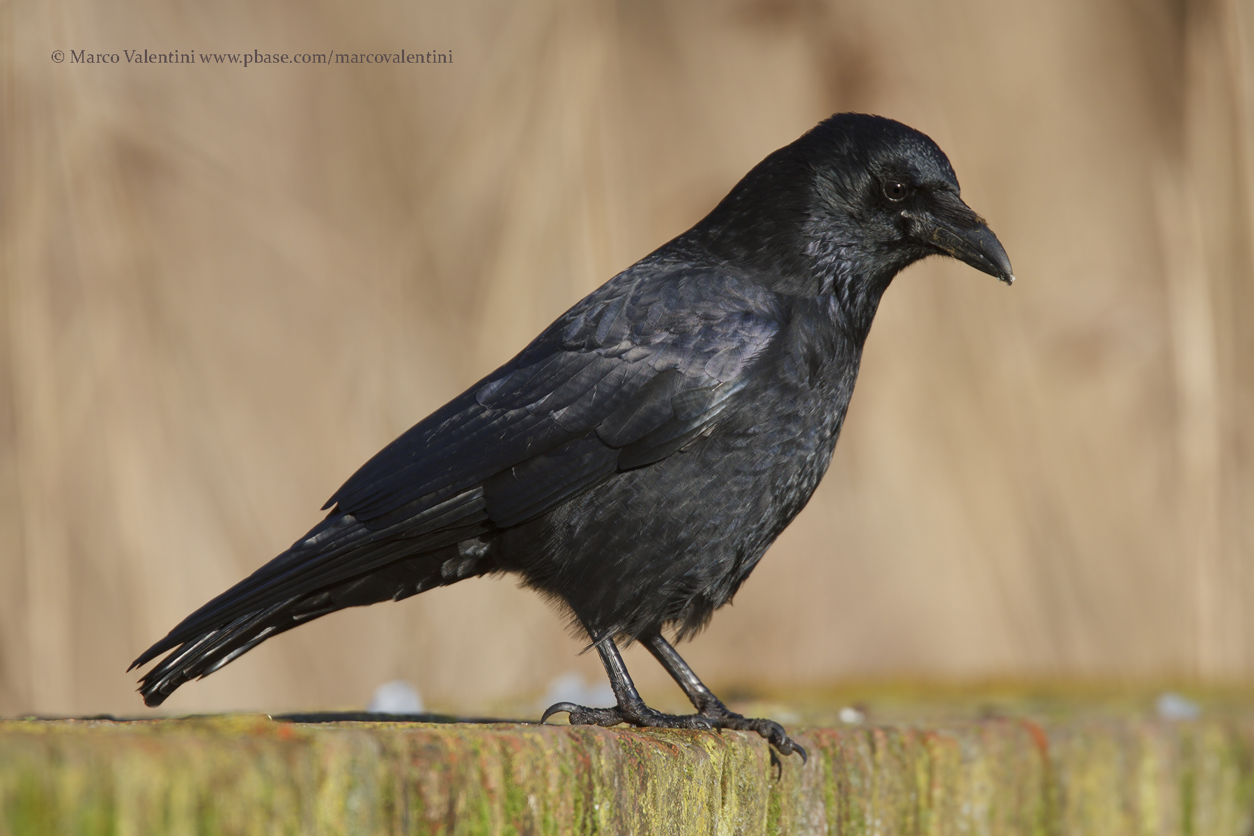 Carrion Crow - Corvus corone