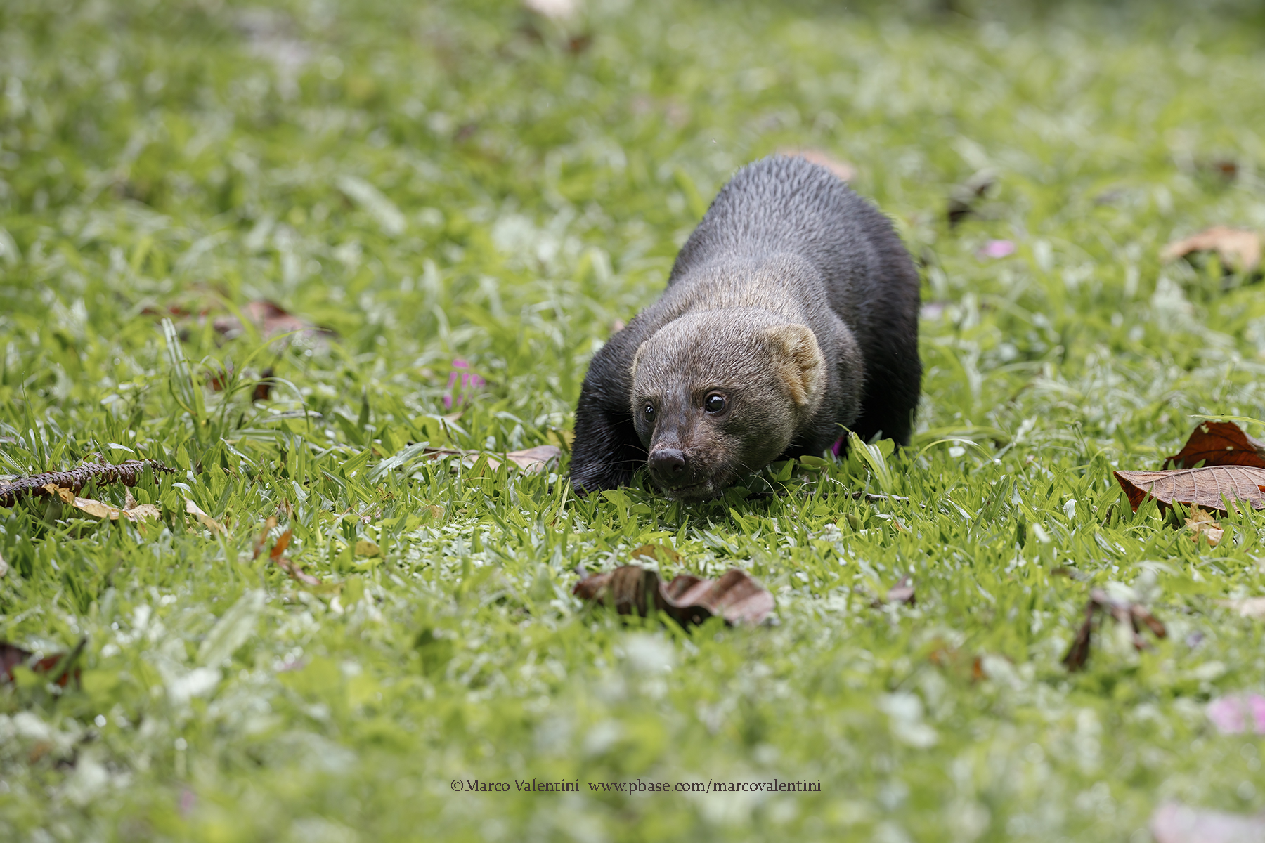 Tayra - Eira barbara
