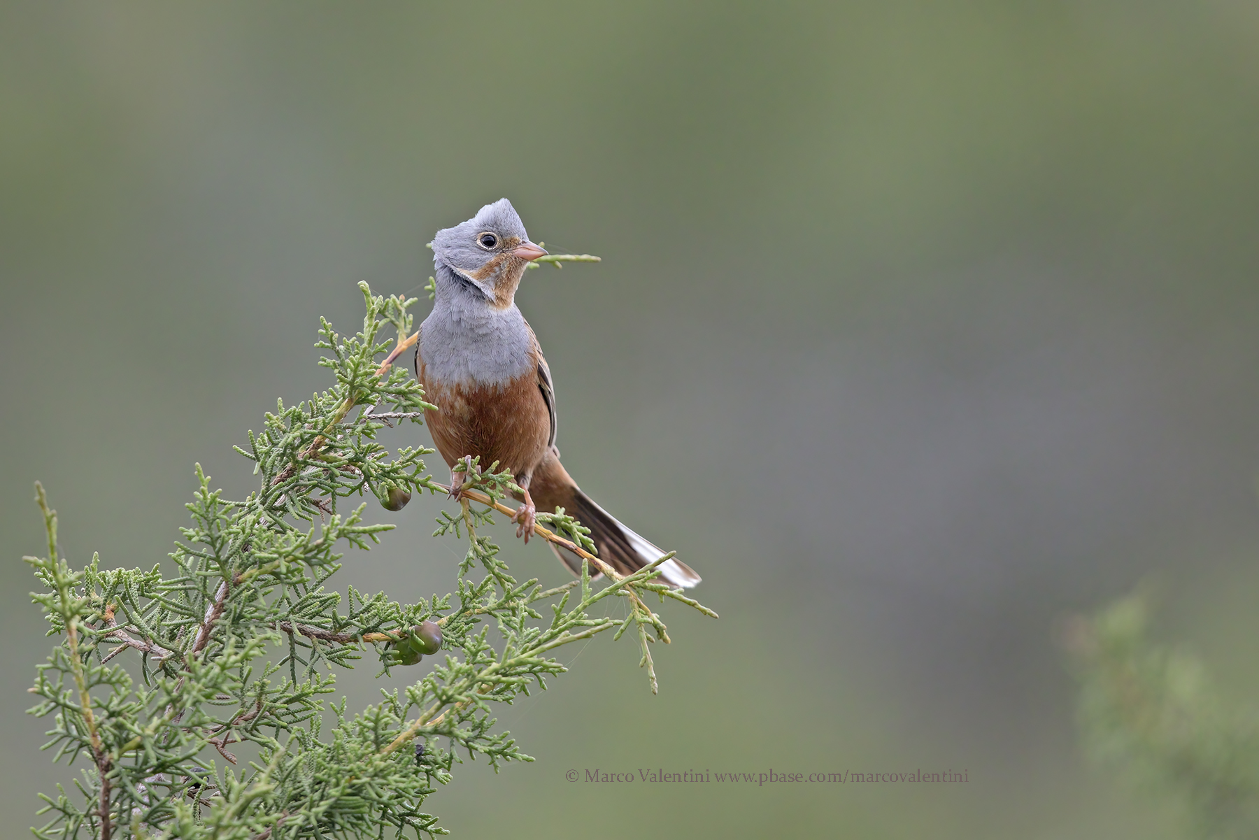 Cretzschmars bunting - Emberiza caesia