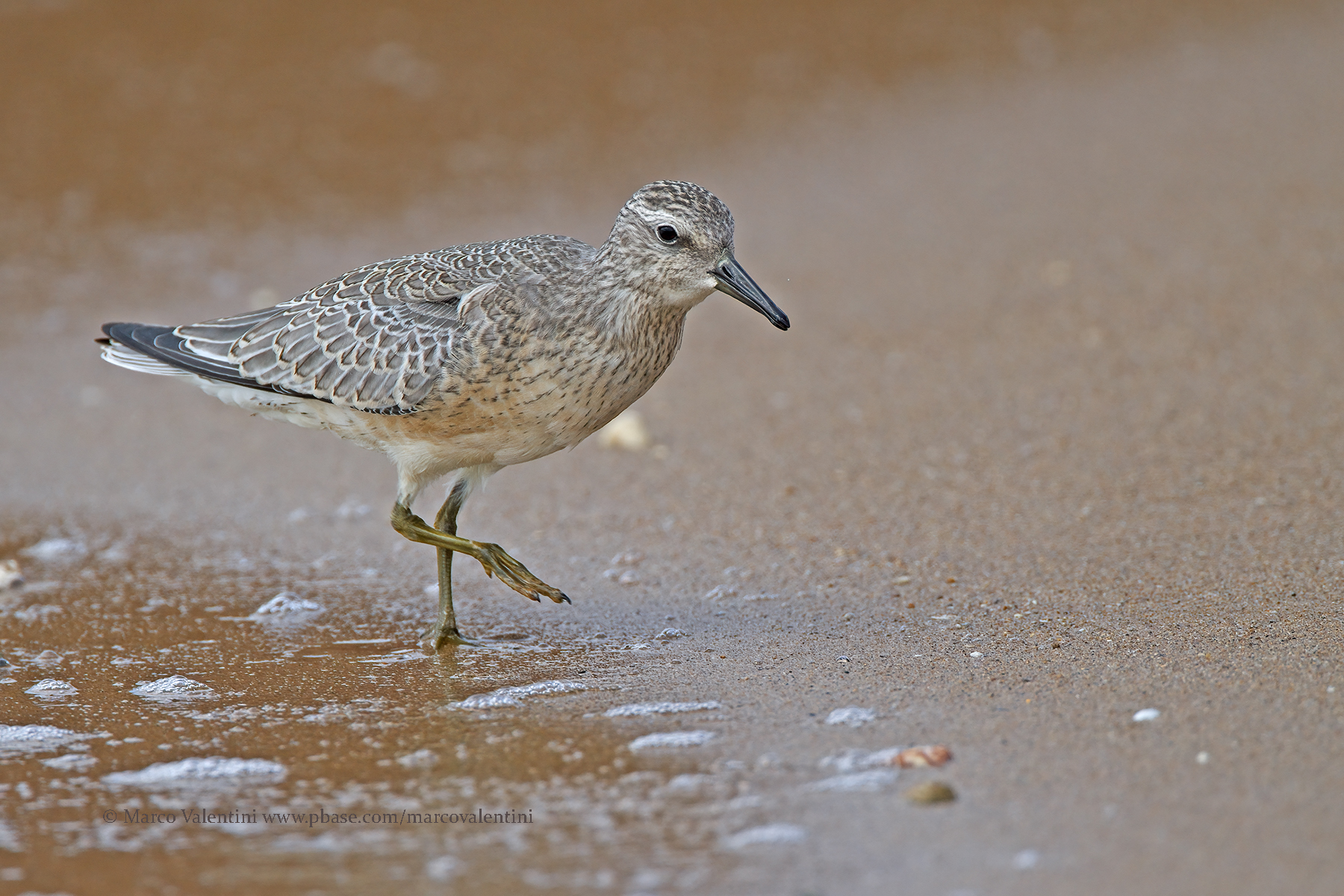 Red Knot - Calidris canutus