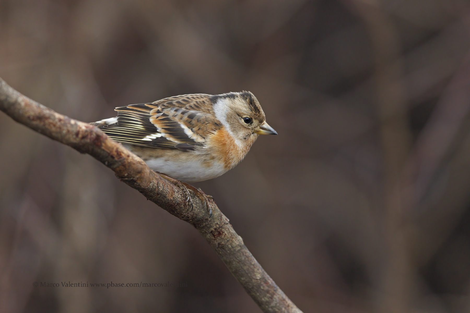 Brambling - Fringilla montifringilla