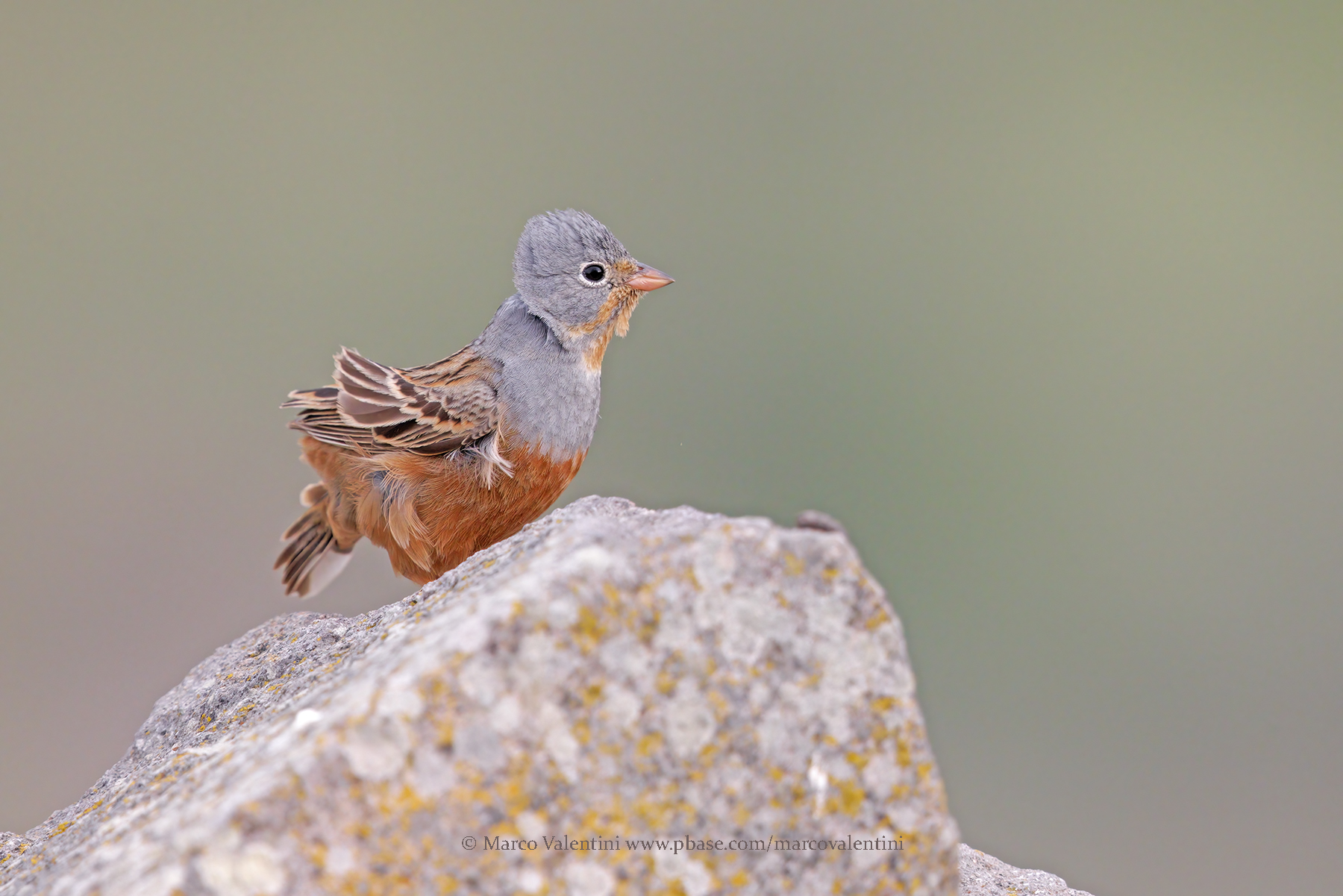 Cretzschmars bunting - Emberiza caesia