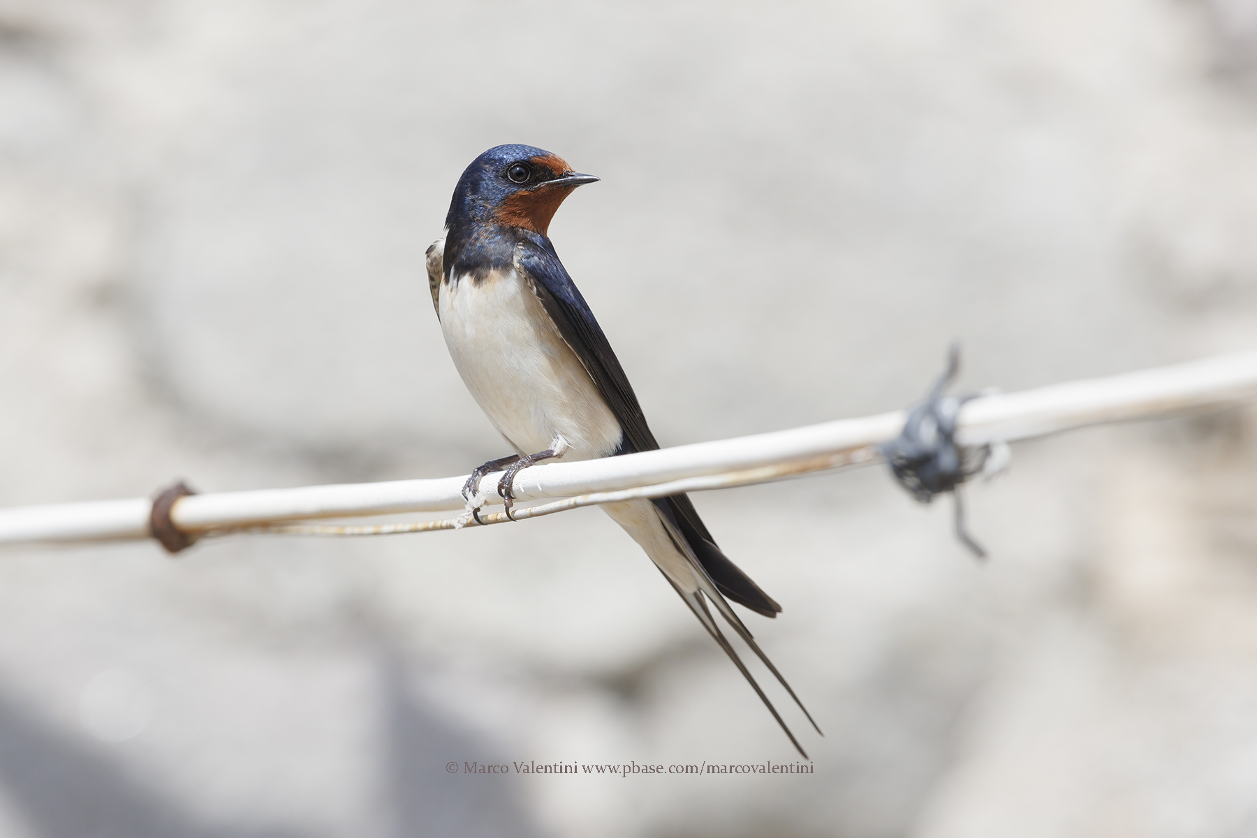 Eurasian swallow - Hirundo rustica